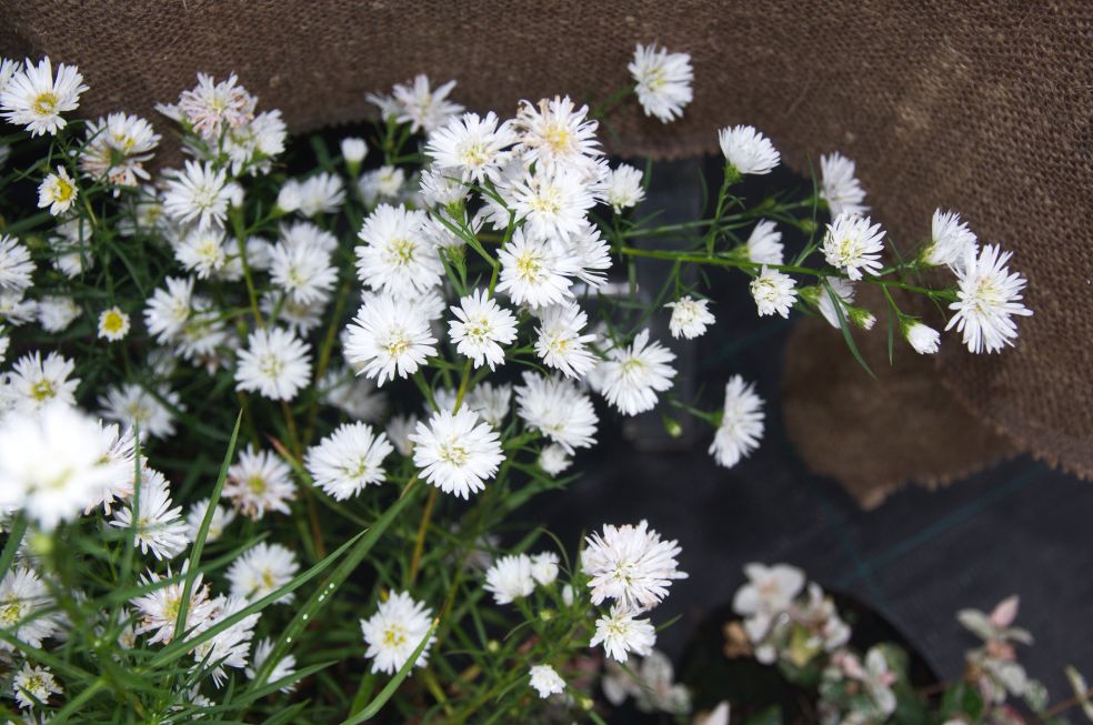 Aster - Aster pilosus Monte Cassino © CC Stefano via Flickr Aster - Aster pilosus Monte Cassino © CC Stefano via Flickr