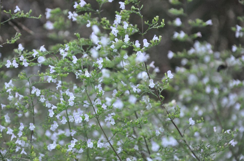 Bergsteentijm - Calamintha nepeta © CC J Biochemist via Flickr Bergsteentijm - Calamintha nepeta © CC J Biochemist via Flickr