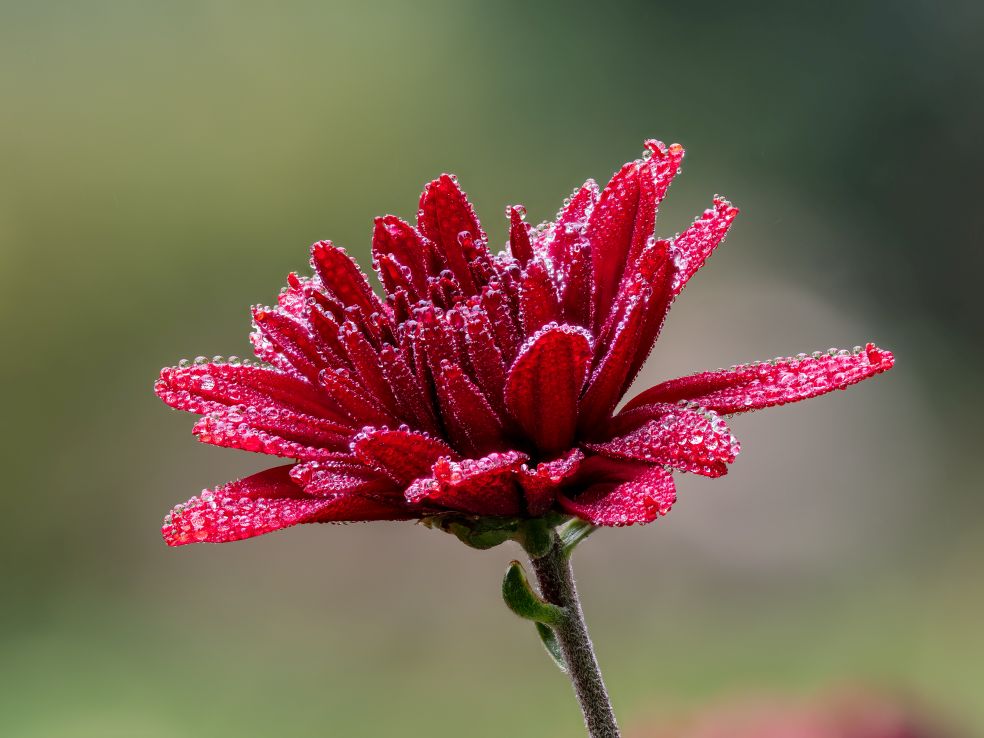 Chrysant - Chrysanthemum × morifolium © CC Ermell via Wikimedia Commons Chrysant - Chrysanthemum × morifolium © CC Ermell via Wikimedia Commons