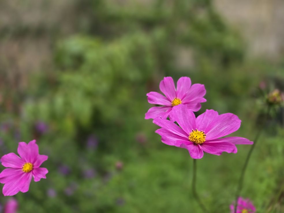 Cosmea - Cosmos bipinnatus © Sim D'Hertefelt Cosmea - Cosmos bipinnatus © Sim D'Hertefelt