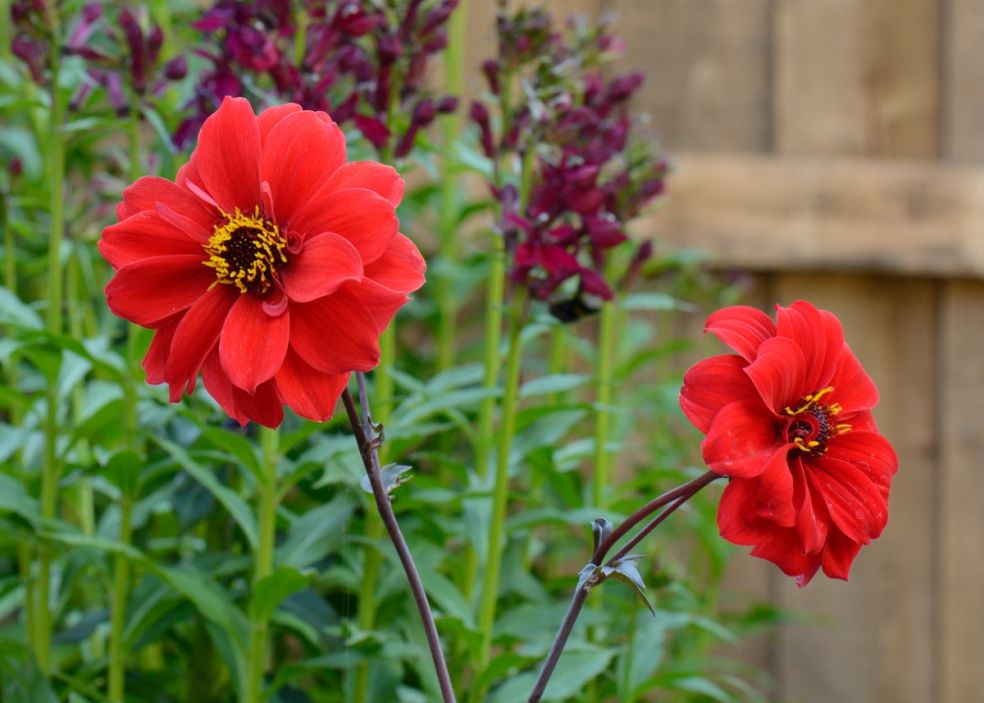 Dahlia - Dahlia ‘Bishop of Llandaff’ © CC Mike Atkinson via Flickr Dahlia - Dahlia ‘Bishop of Llandaff’ © CC Mike Atkinson via Flickr