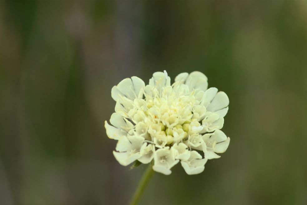 Duifkruid - Scabiosa ochroleuca © CC Radio Tonreg via Wikimedia Commons Duifkruid - Scabiosa ochroleuca © CC Radio Tonreg via Wikimedia Commons