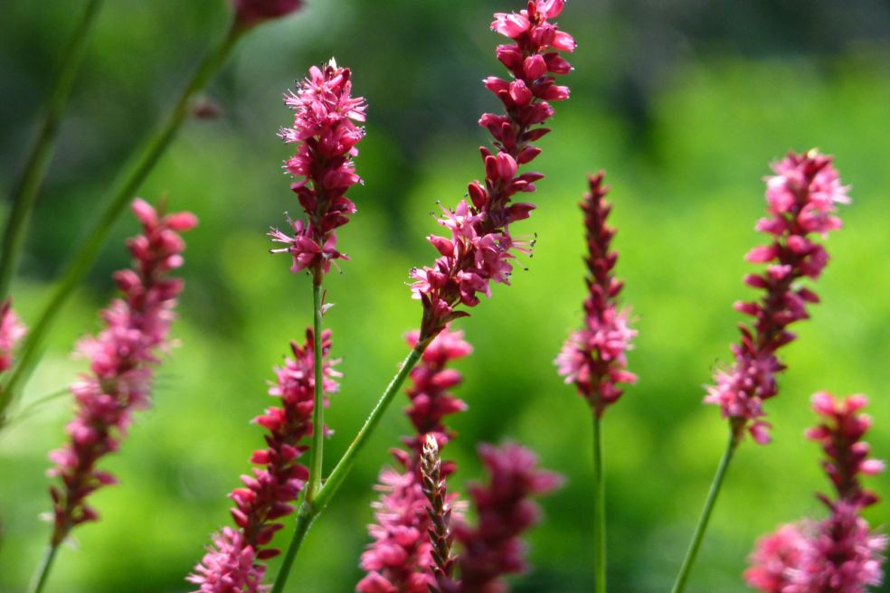 Duizendknoop - Persicaria amplexicaulis 'Atrosanguinea' © CC wundoroo via Flickr Duizendknoop - Persicaria amplexicaulis 'Atrosanguinea' © CC wundoroo via Flickr