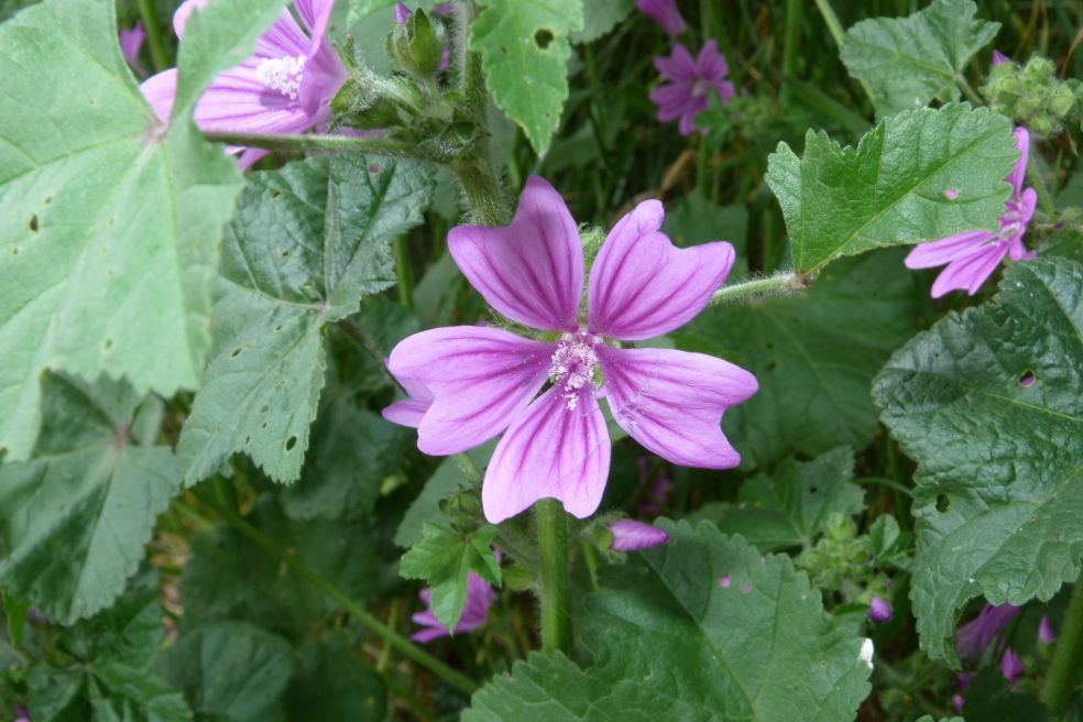 Groot kaasjeskruid - Malva sylvestris © CC Donald Hobern via Flickr Groot kaasjeskruid - Malva sylvestris © CC Donald Hobern via Flickr