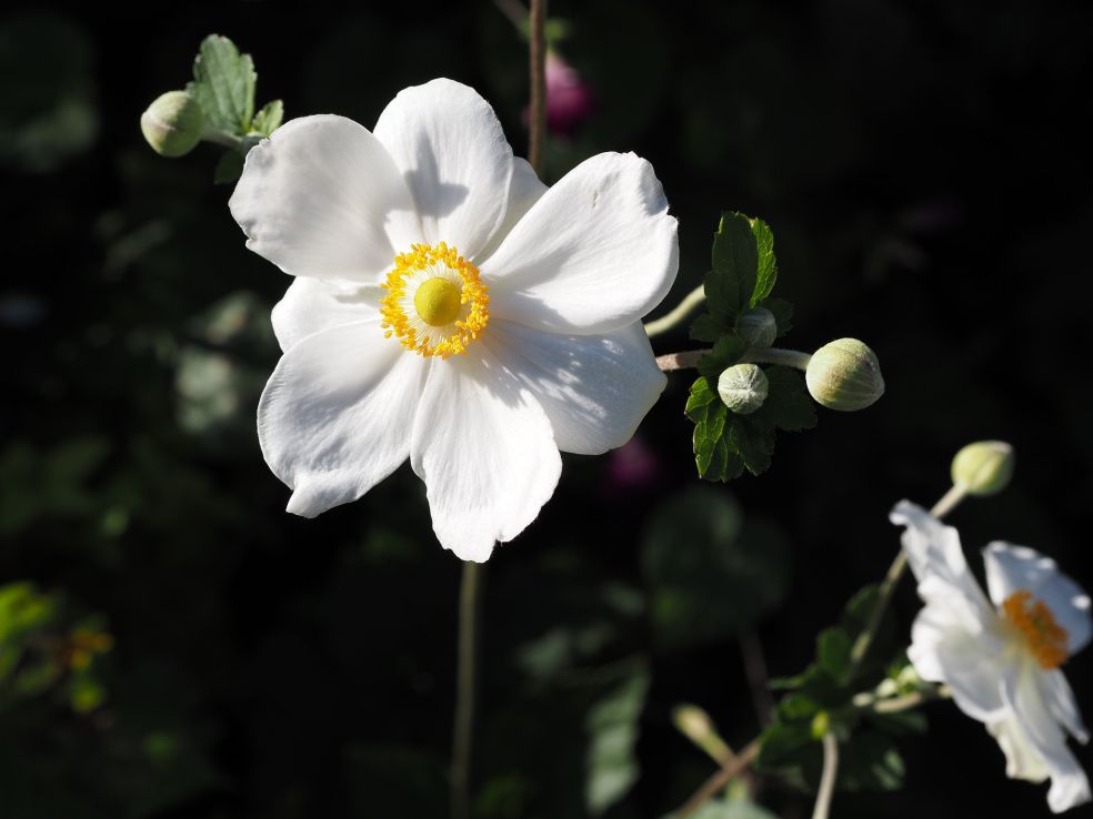 Herfstanemoon - Anemone x hybrida 'Honorine Jobert' © CC F. D. Richards via Flickr Herfstanemoon - Anemone x hybrida 'Honorine Jobert' © CC F. D. Richards via Flickr