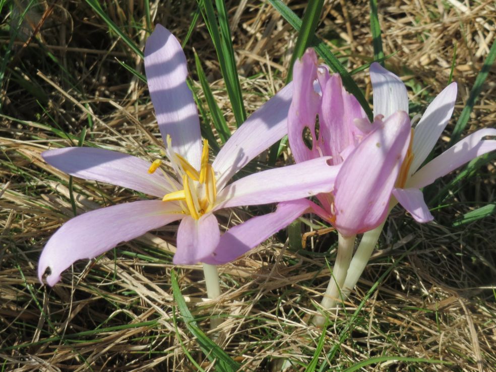 Herfsttijloos - Colchicum autumnale © CC Andreas Rockstein via Flickr Herfsttijloos - Colchicum autumnale © CC Andreas Rockstein via Flickr