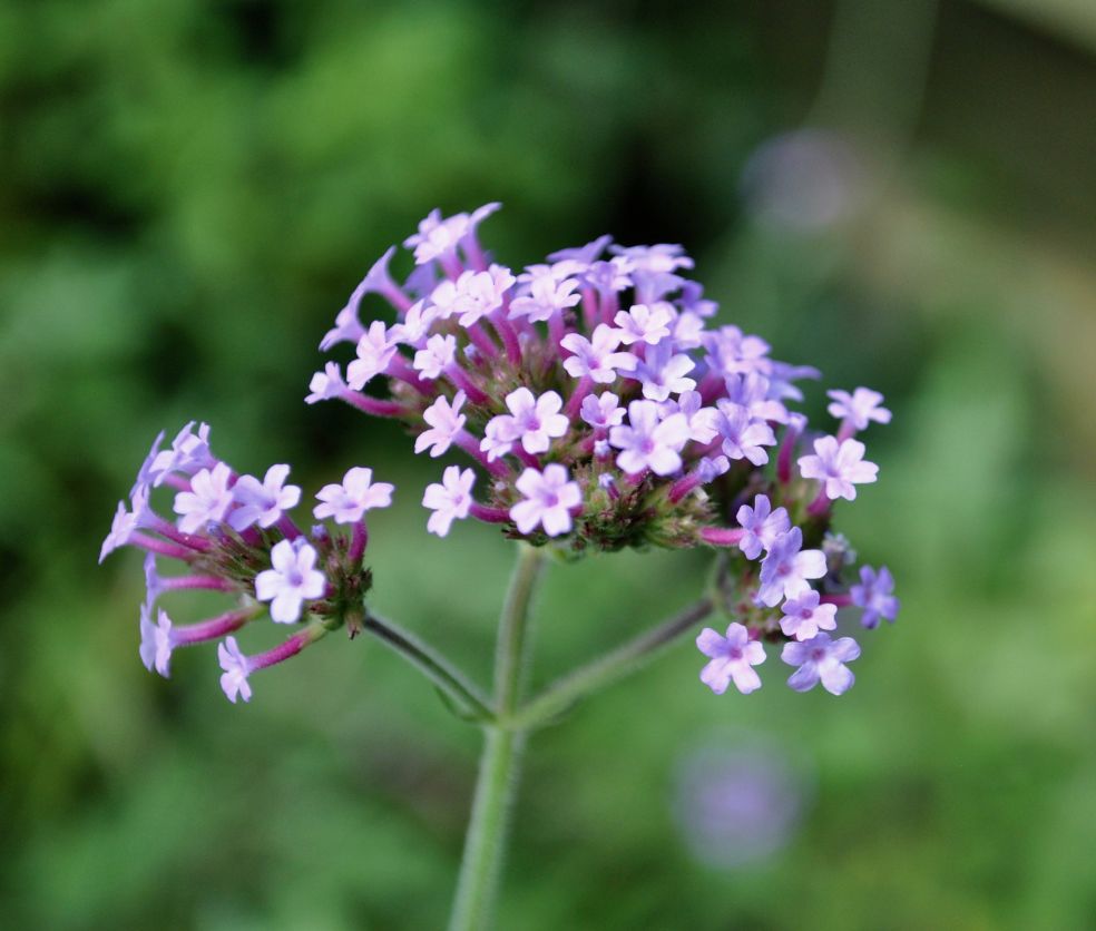 IJzerhard - Verbena bonariensis © CC carolyngifford via Flickr IJzerhard - Verbena bonariensis © CC carolyngifford via Flickr