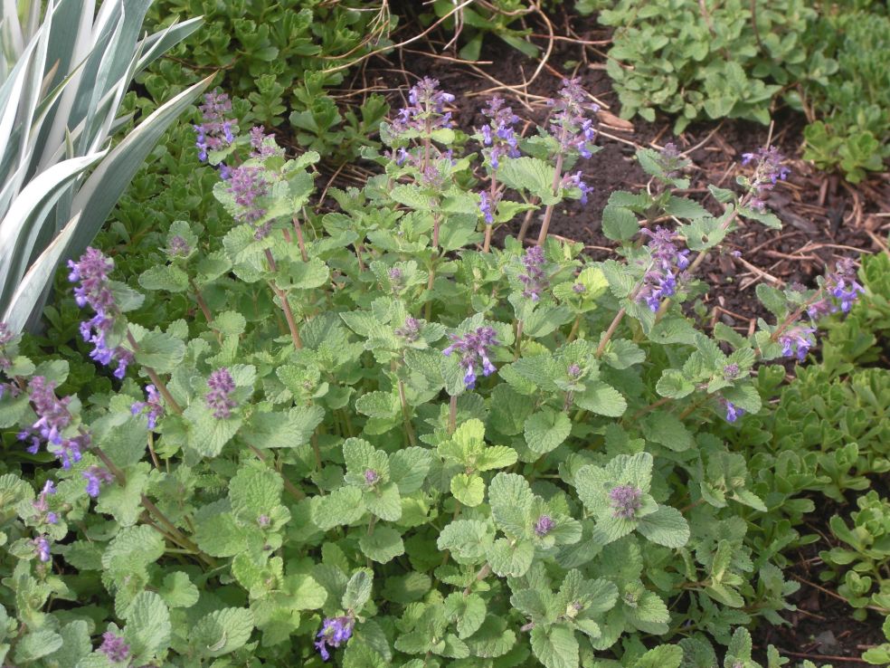 Kattenkruid - Nepeta x faassenii © CC Andrey Zharkikh via Flickr Kattenkruid - Nepeta x faassenii © CC Andrey Zharkikh via Flickr