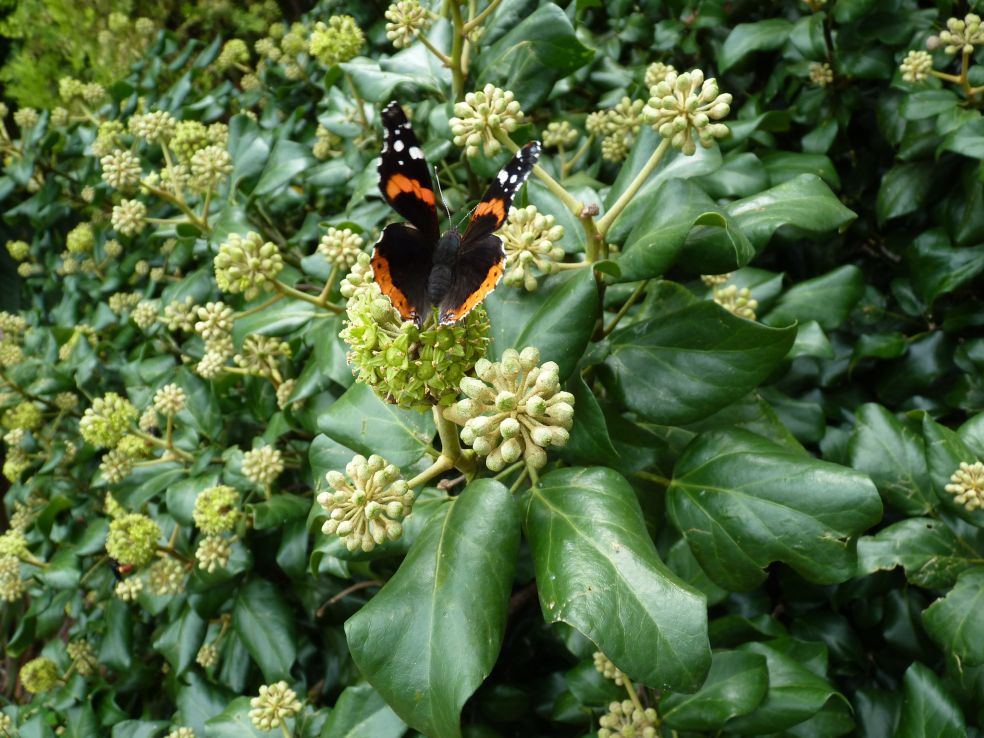 Klimop - Hedera helix © CC NatureServe via Flickr Klimop - Hedera helix © CC NatureServe via Flickr