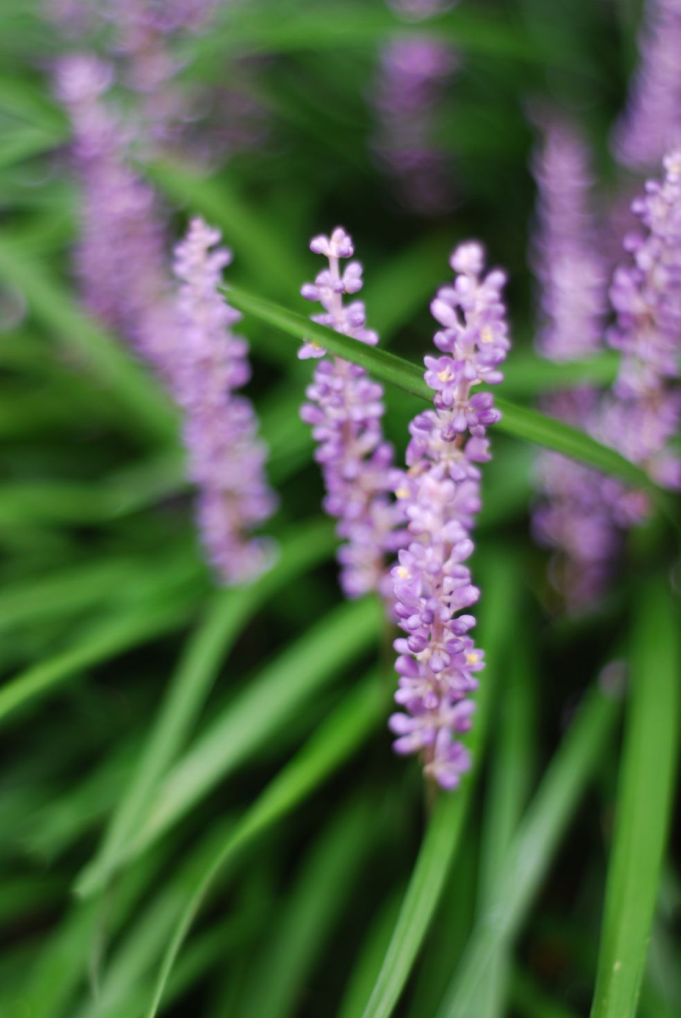 Leliegras - Liriope muscari © CC Rachel James via Flickr Leliegras - Liriope muscari © CC Rachel James via Flickr