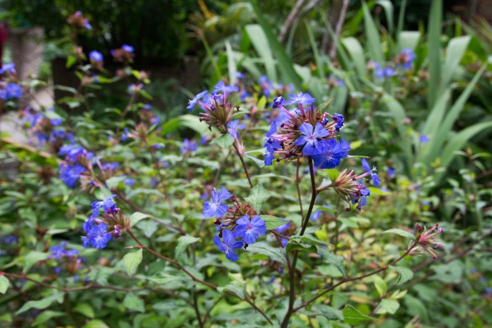 Loodkruid - Ceratostigma willmottianum © CC je_wyer via Flickr Loodkruid - Ceratostigma willmottianum © CC je_wyer via Flickr