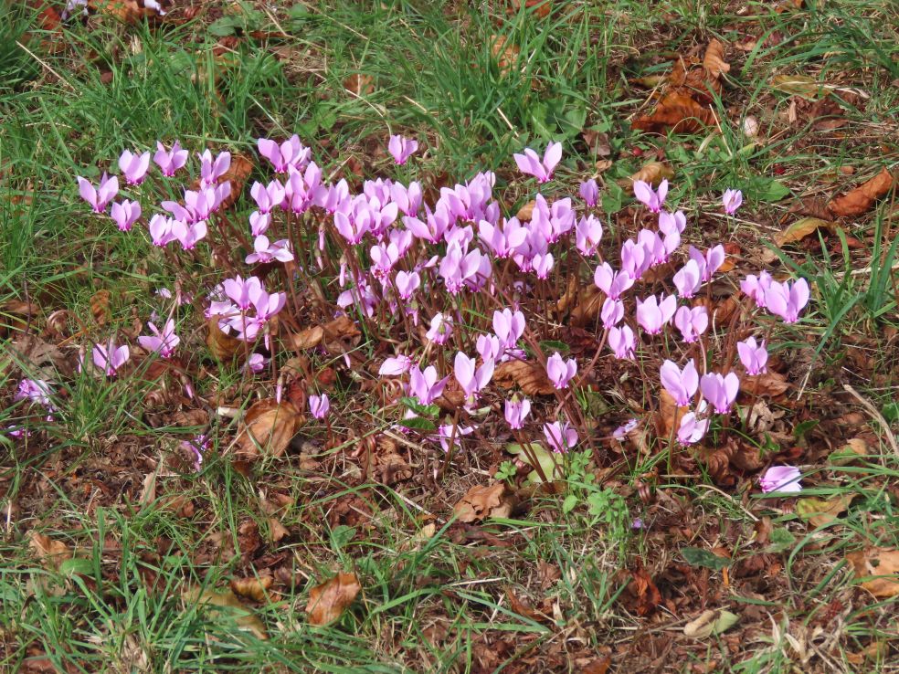 Napolitaanse cyclaam - Cyclamen hederifolium © CC Elliott Brown via Flickr Napolitaanse cyclaam - Cyclamen hederifolium © CC Elliott Brown via Flickr