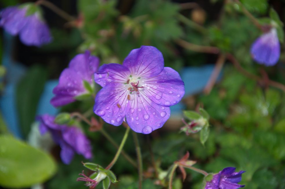 Ooievaarsbek - Geranium 'Rozanne' © CC Stefano via Flickr Ooievaarsbek - Geranium 'Rozanne' © CC Stefano via Flickr