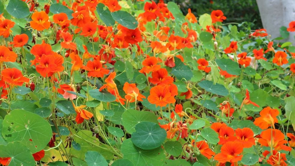 Oost-Indische kers - Tropaeolum majus © CC K M via Flickr Oost-Indische kers - Tropaeolum majus © CC K M via Flickr