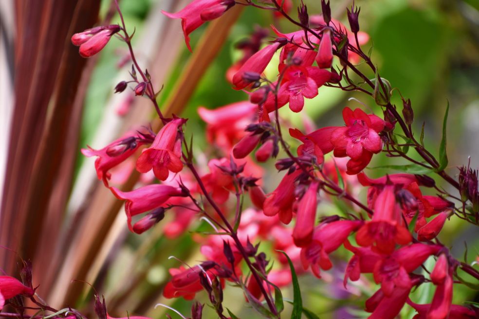 Slangenkop - Penstemon © CC Lotus Johnson via Flickr Slangenkop - Penstemon © CC Lotus Johnson via Flickr