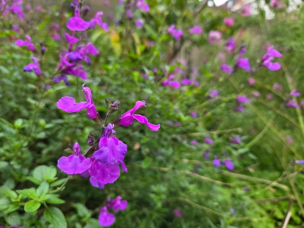 Struiksalie - Salvia microphylla 'Lilac Dream' © Sim D'Hertefelt Struiksalie - Salvia microphylla 'Lilac Dream' © Sim D'Hertefelt