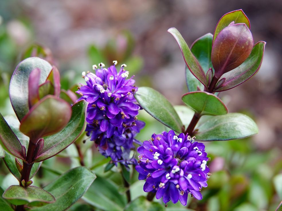 Struikveronica - Hebe 'Autumn Glory' © CC Linda in Fortuna via Flickr Struikveronica - Hebe 'Autumn Glory' © CC Linda in Fortuna via Flickr