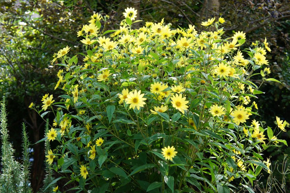 Vaste zonnebloem - Helianthus 'Lemon Queen' © CC Alwyn Ladell via Wikimedia Commons Vaste zonnebloem - Helianthus 'Lemon Queen' © CC Alwyn Ladell via Wikimedia Commons
