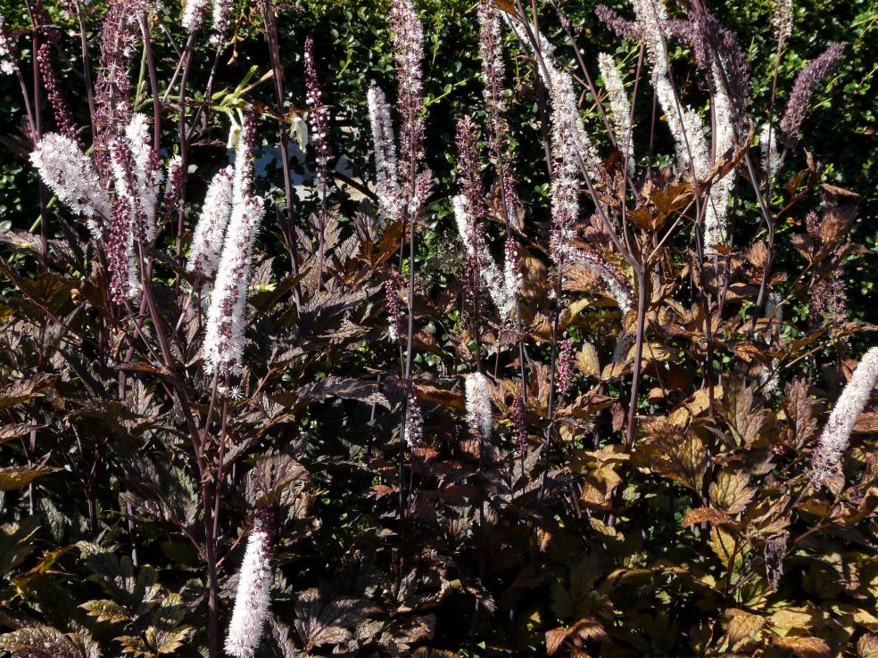 Zilverkaars - Actaea simplex © CC Carl Lewis via Flickr Zilverkaars - Actaea simplex © CC Carl Lewis via Flickr