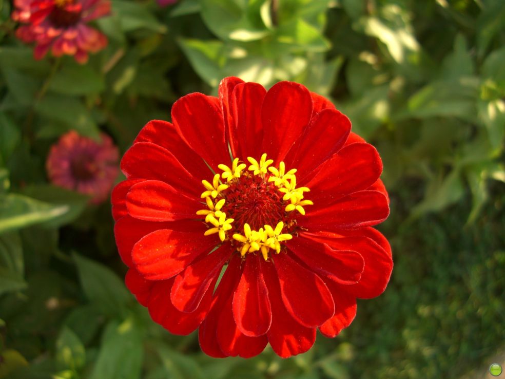 Zinnia - Zinnia elegans © CC petrOlly via Flickr Zinnia - Zinnia elegans © CC petrOlly via Flickr